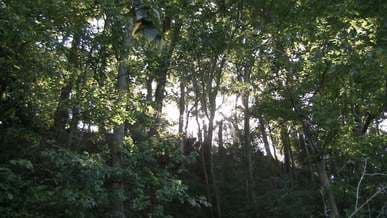 Video by Larry G. Davis