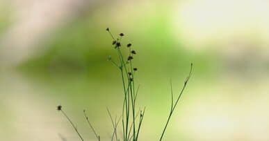 Video by Engin Akyurt