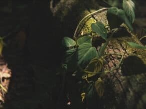 Video by Jonathan Ellis