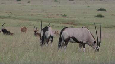 Video by Magda Ehlers