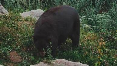 Video by U.Lucas Dubé-Cantin